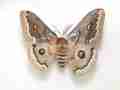 Neoris huttoni (bilateral gynandromorph, southern kazakhstan) (Internet Image property of respective owner, non-commercial use only)